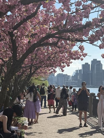 People walking beneath blooming cherry blossoms on Roosevelt Island